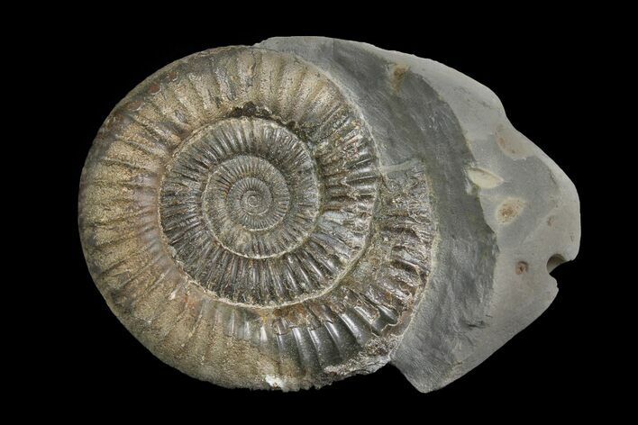 Ammonite (Dactylioceras) Fossil - England #174265